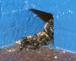 Baumhummeln am Flugloch