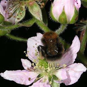 Bombus hypnorum, M