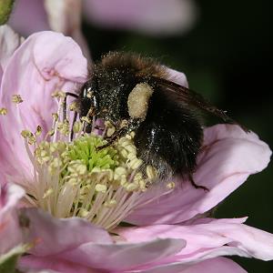 Bombus hypnorum, A