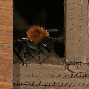 Bombus hypnorum, AW