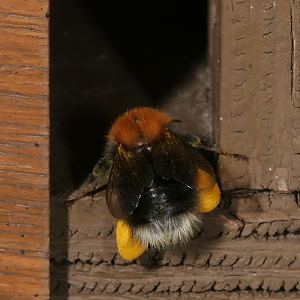 Bombus hypnorum, A