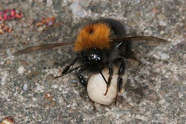Bombus hypnorum, AW