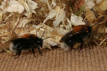 Bombus hypnorum, A im Nistkasten