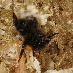Bombus hypnorum, A: abwehrbereit
