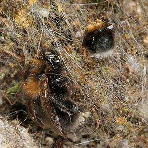 Bombus hypnorum, W+A