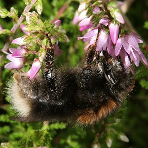 Bombus hypnorum, W