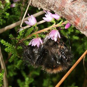 Bombus hypnorum, W