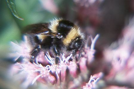 Bombus jonellus, W N