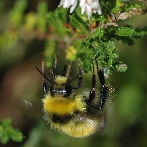 Bombus jonellus, M