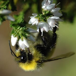 Bombus jonellus, M