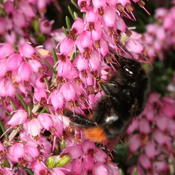 Bombus lapidarius, W N
