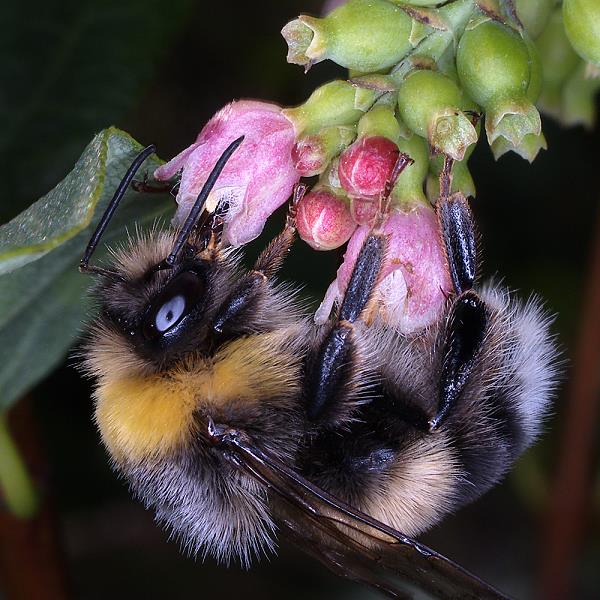 Bombus lucorum, M
