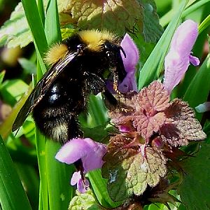Bombus maxillosus