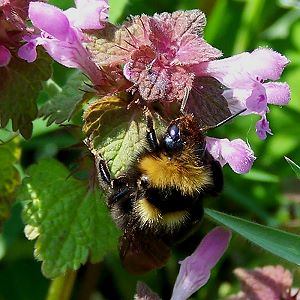 Bombus maxillosus