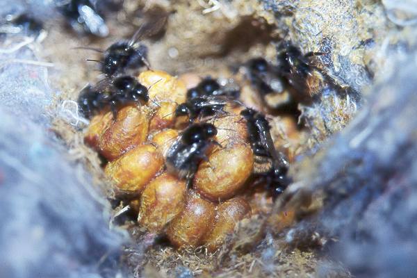 Bombus mendax, Nest