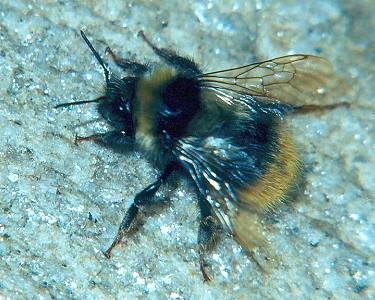Bombus mendax, M