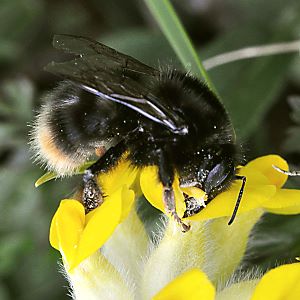 Bombus mendax, W