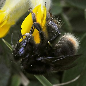 Bombus mendax, M