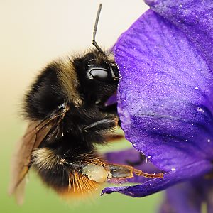 Bombus mendax, W