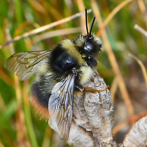 Bombus mendax, M