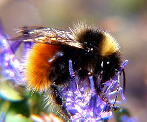 Bombus lapponicus/monticola, W Nr