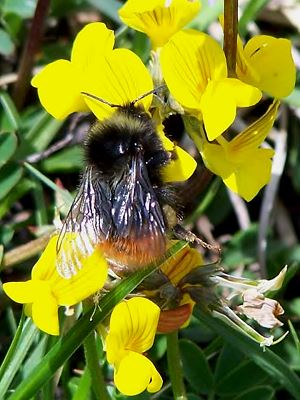 Bombus monticola, W