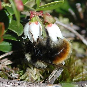 Bombus monticola, W