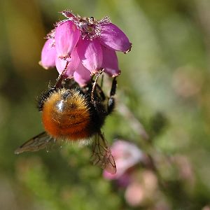 Bombus monticola, W