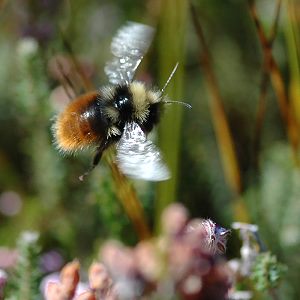 Bombus monticola, W