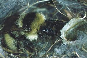 Bombus mucidus W