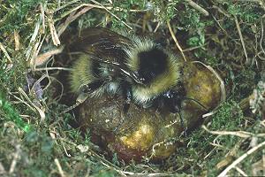Bombus mucidus W