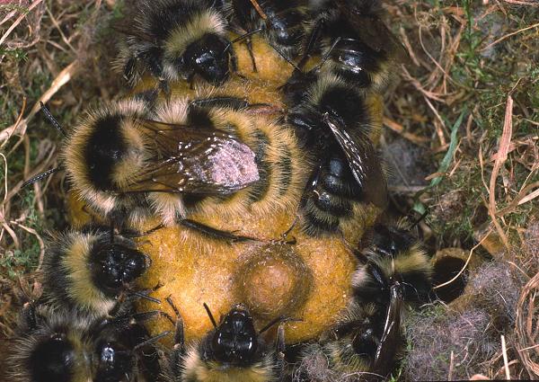 Bombus mucidus: Nest mit K&ouml;nigin