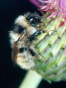 Bombus mucidus W