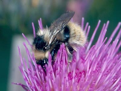 Bombus mucidus W