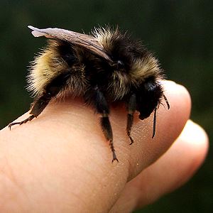 Bombus mucidus, A