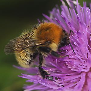 Bombus muscorum, A