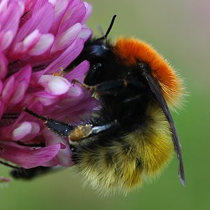 Bombus muscorum