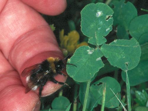 Bombus norvegicus, M Bombus norvegicus, M