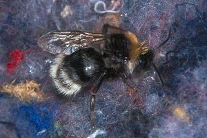 Bombus norvegicus, M mit 1 Flügel Bombus norvegicus, M mit 1 Flügel