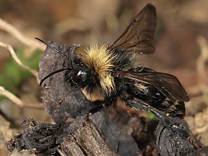 Bombus norvegicus, M Bombus norvegicus, M