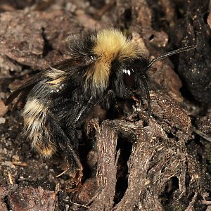 Bombus norvegicus, M Bombus norvegicus, M