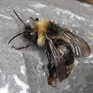 Bombus norvegicus, M Bombus norvegicus, M