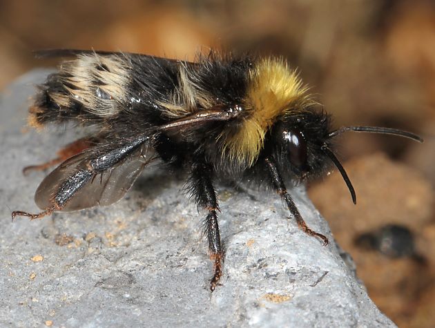 Bombus norvegicus, M