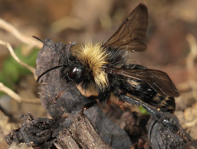 Bombus norvegicus, M