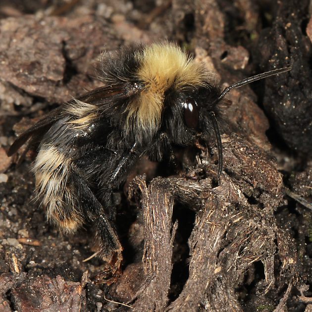 Bombus norvegicus, M