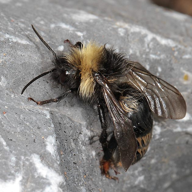 Bombus norvegicus, M
