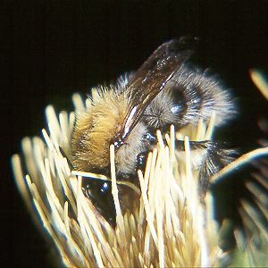 Bombus pascuorum, W