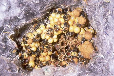 Bombus pascuorum, Nest