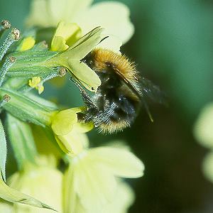Bombus pascuorum, W