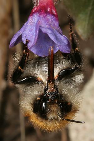 Bombus pascuorum, A